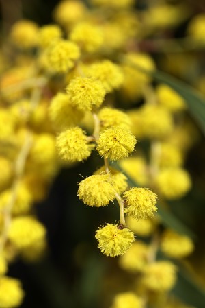 Wattle Tree Yellow Flowers